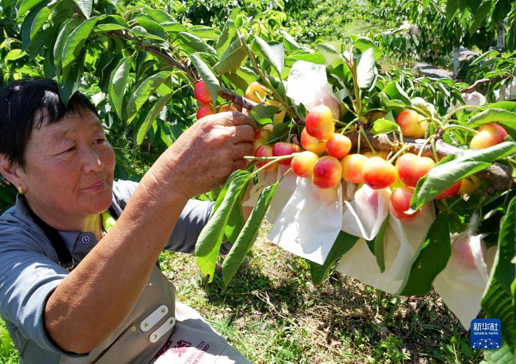 Cherry 21686565699.jpg